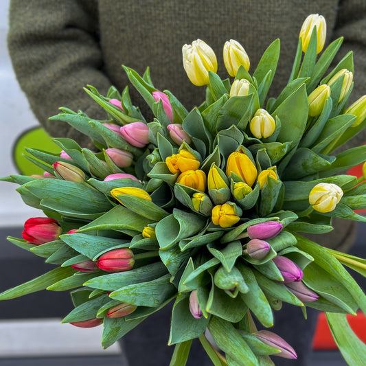 Double Tulip Bundle