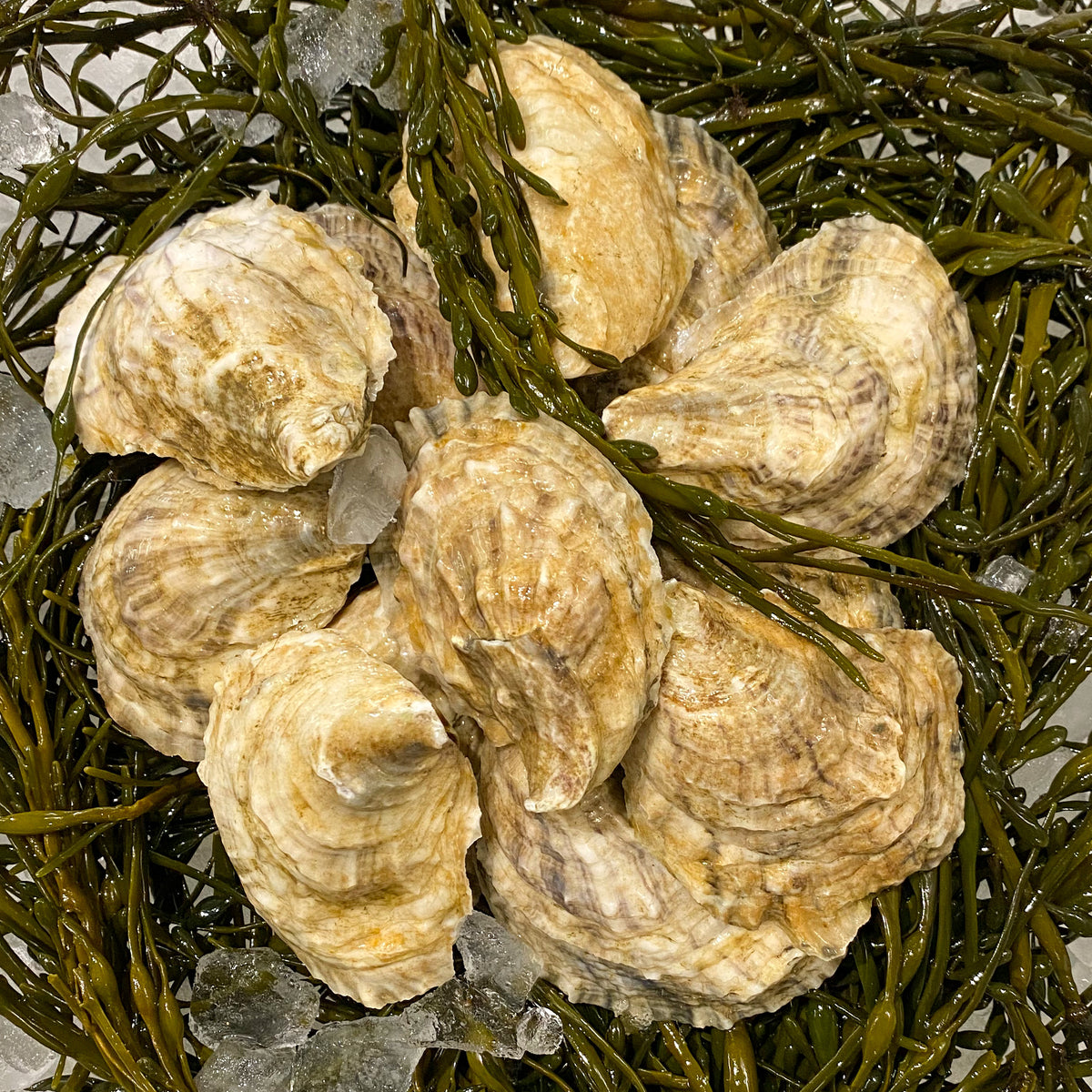 1 Dozen Maine Oysters