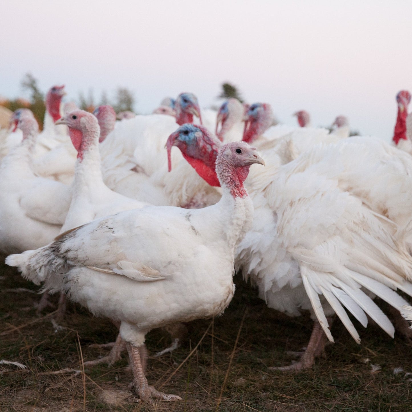 Organic Free-Range Turkey, Maine-Raised, $6.99/lb. ($35 Deposit)